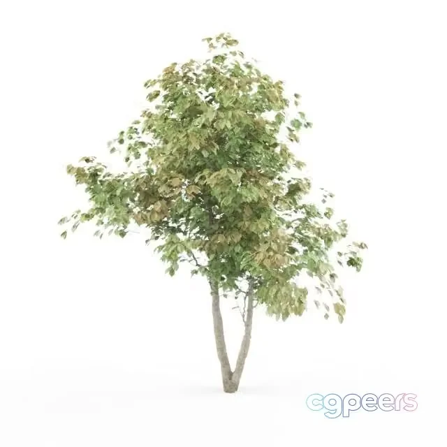 3ds Max Free – HD tree with leaves variation and displaced bark