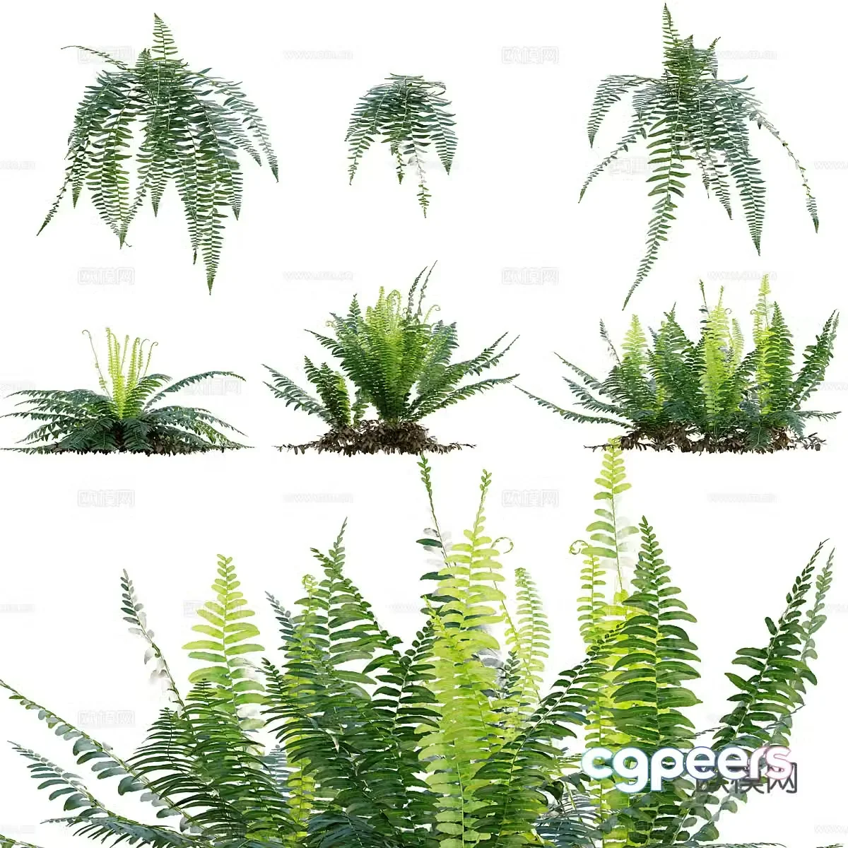 3D model of ferns