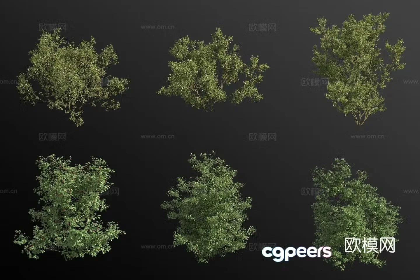 Three-toothed fragrant wood mountain holly shrub 3d model
