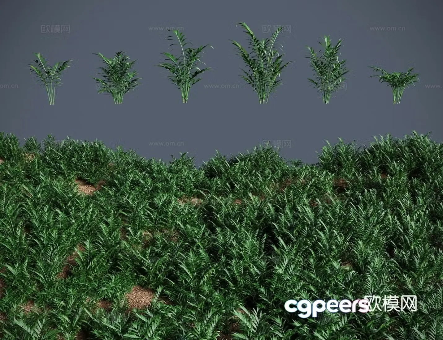 Modern pocket coconut bonsai shrub beautiful bamboo joint coconut dwarf coconut 3d model