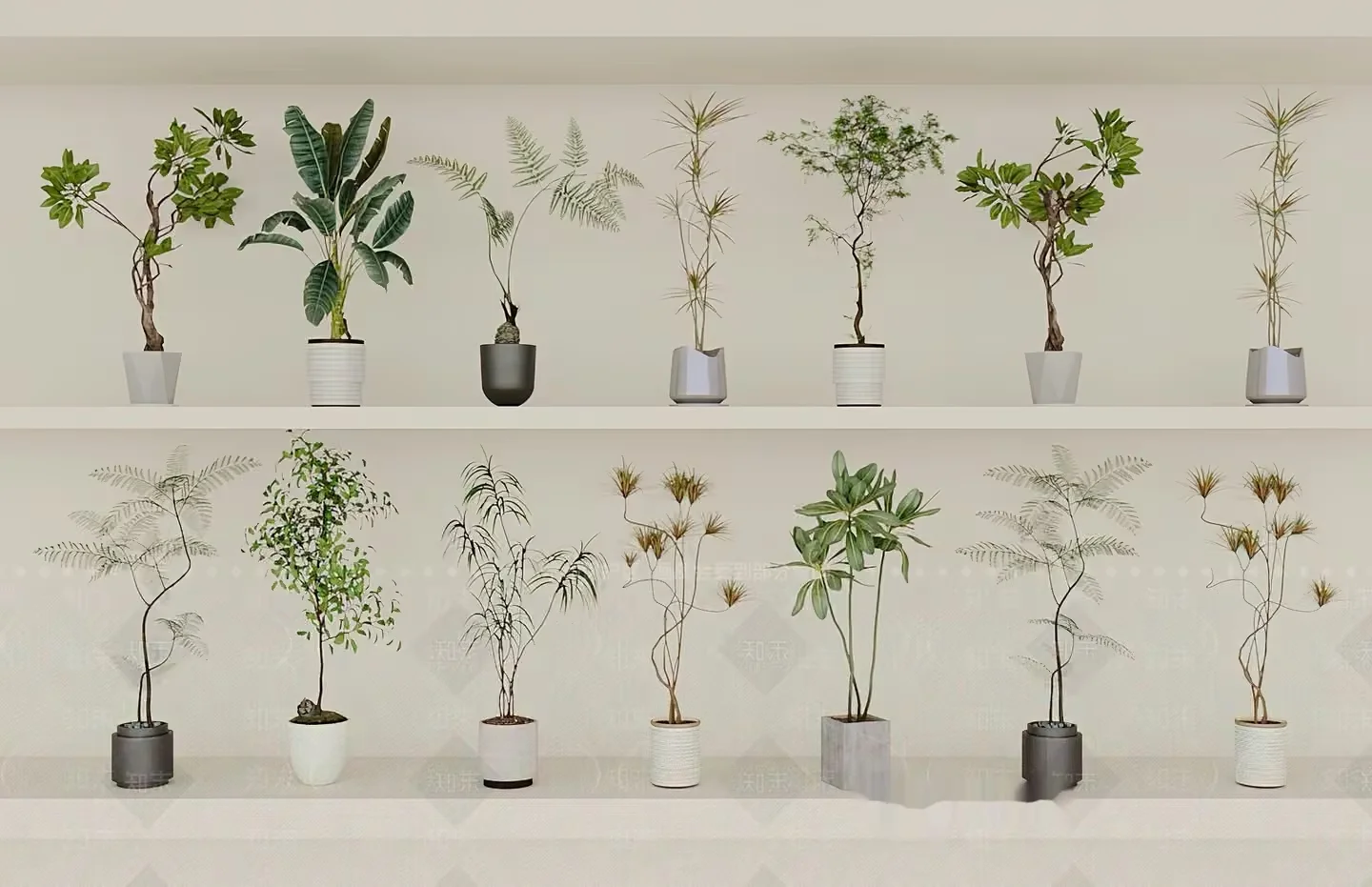 Potted Plants On Shelves 3D Model – 13685 – VRAY Render