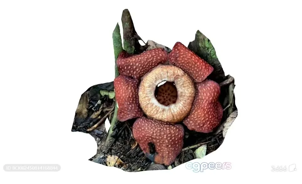 A Flower With A Unique Red And White Appearance 3D Model – 1898 – VRAY Render