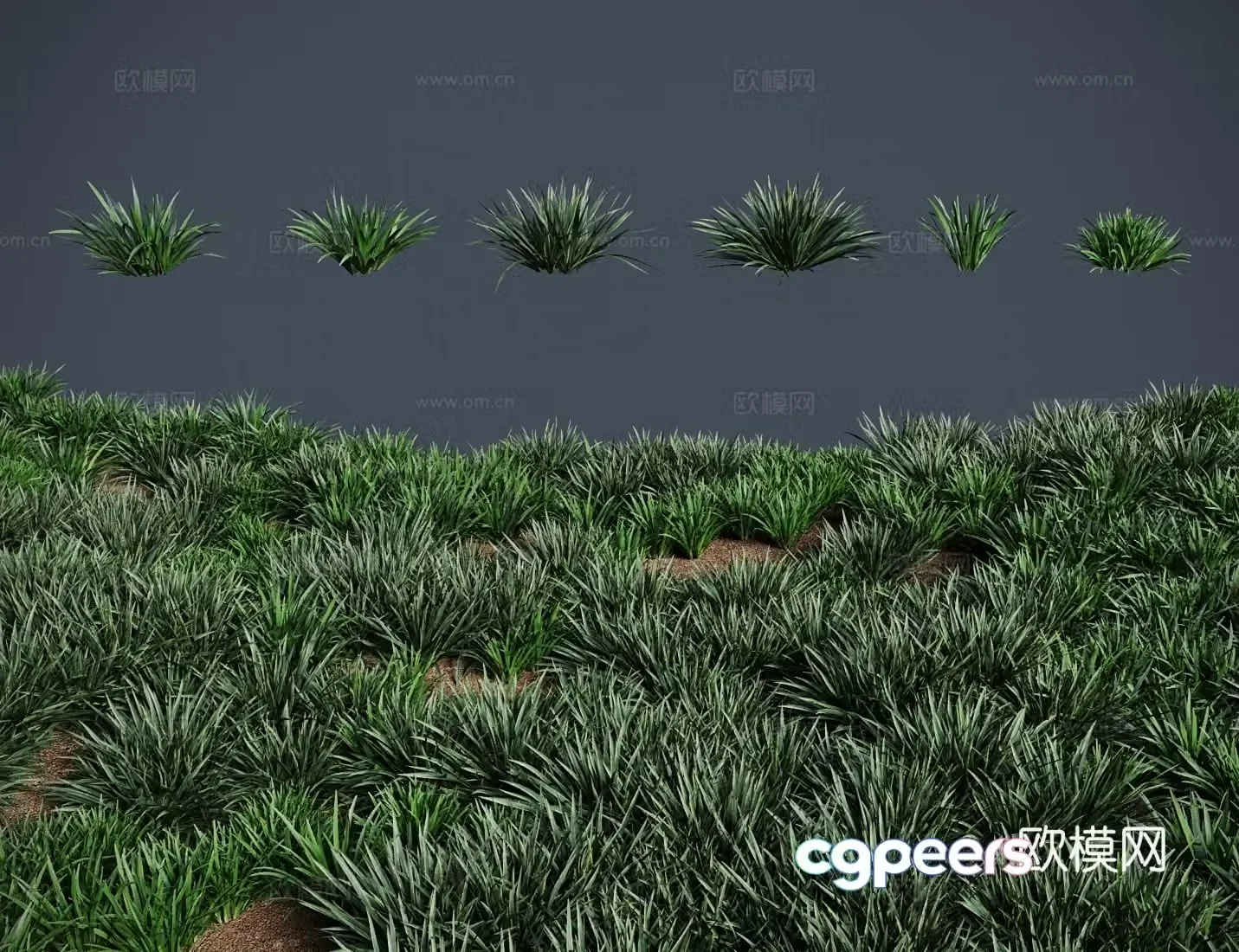 Modern meadow lawn calamus meadow shrub 3d model