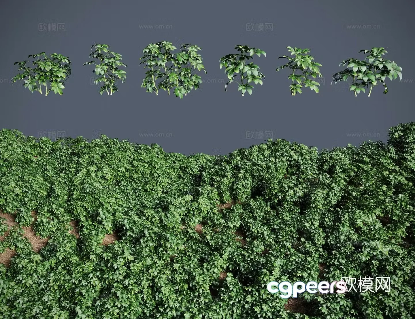 Modern landscape tree shrub Goose palm vine seven-leafed lotus seven-leafed vine peach leaf dog feet 3D model