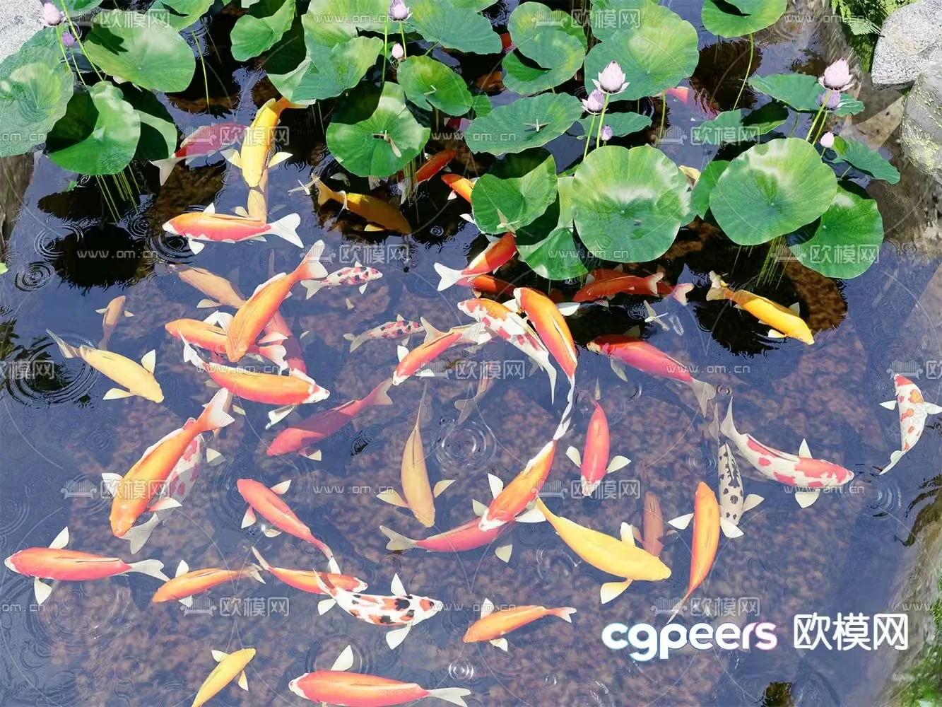 koi fish school lotus pond 3d model
