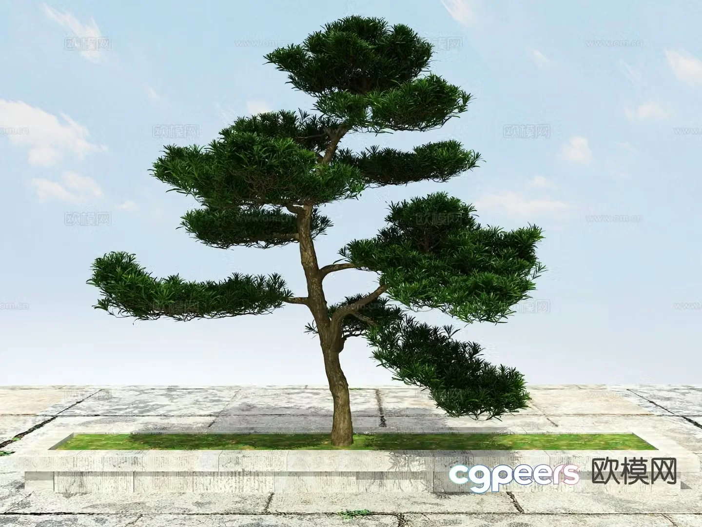 New Chinese-style pine tree Podocarat Welcoming Pine 3D model