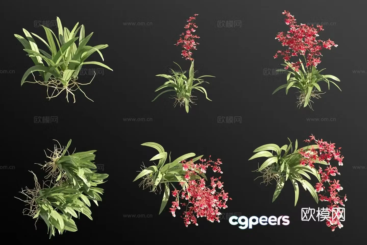 Oncidium flower grass 3d model