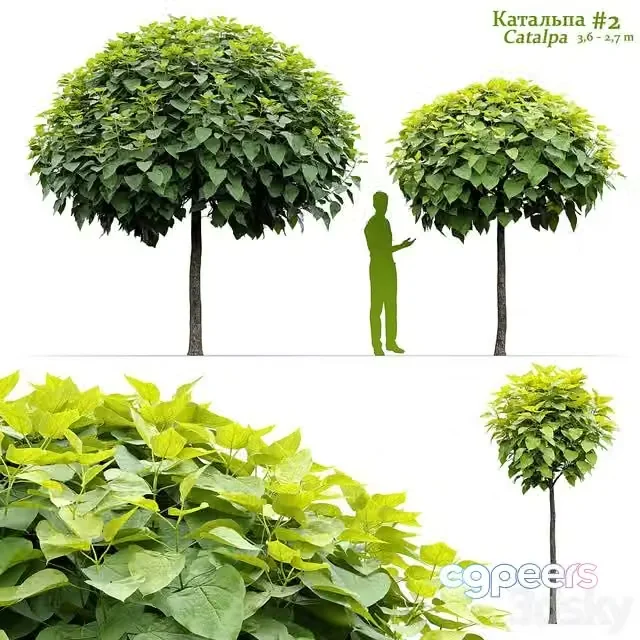3ds Max Free – Catalpa #2