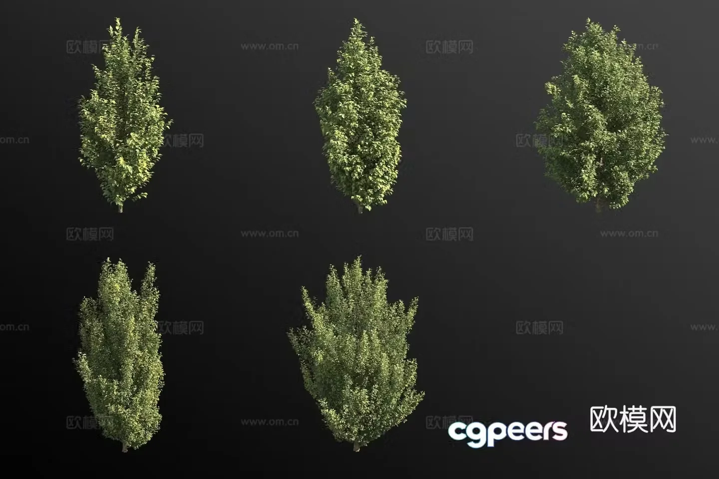 3D model of birch leaf hornbeam bush