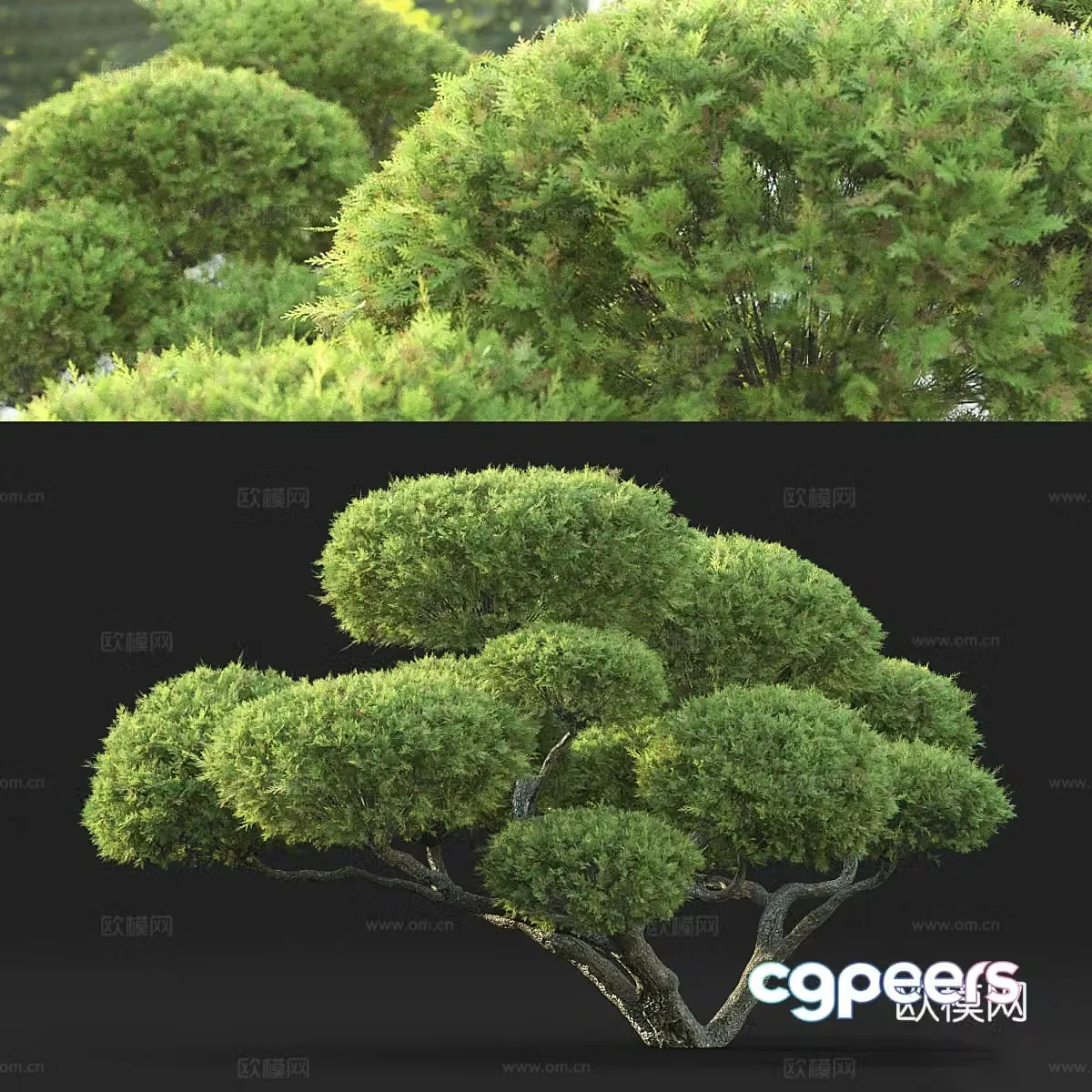 New Chinese bonsai 3D model