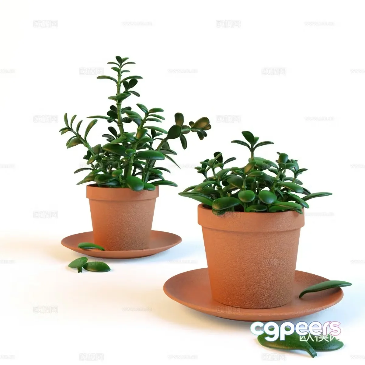 Small potted plant 3D model