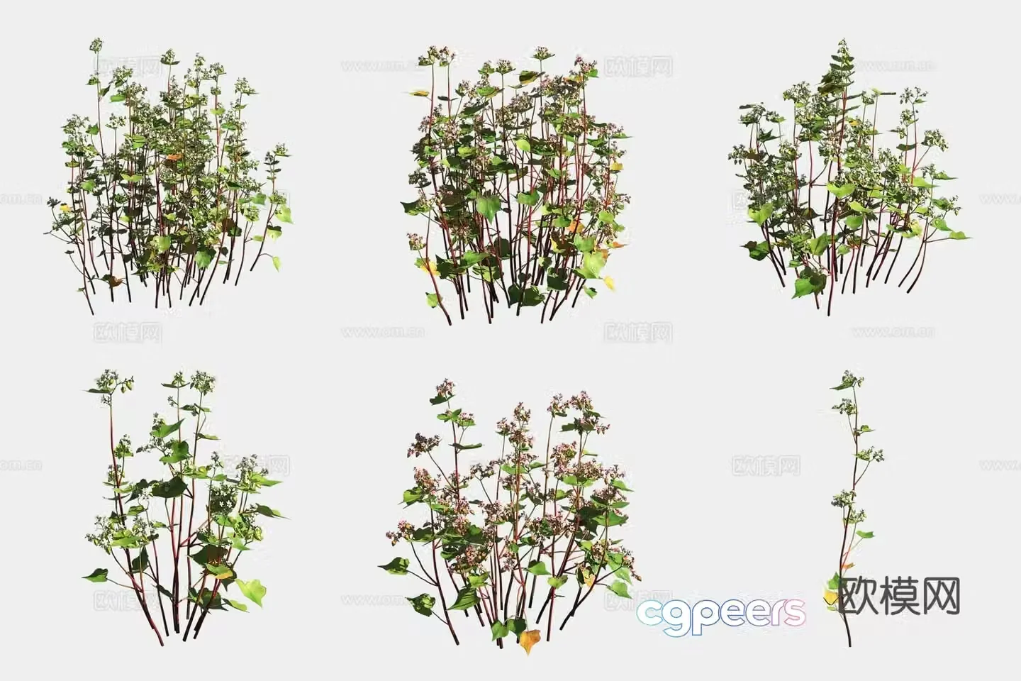 Buckwheat crops and vegetables 3d model
