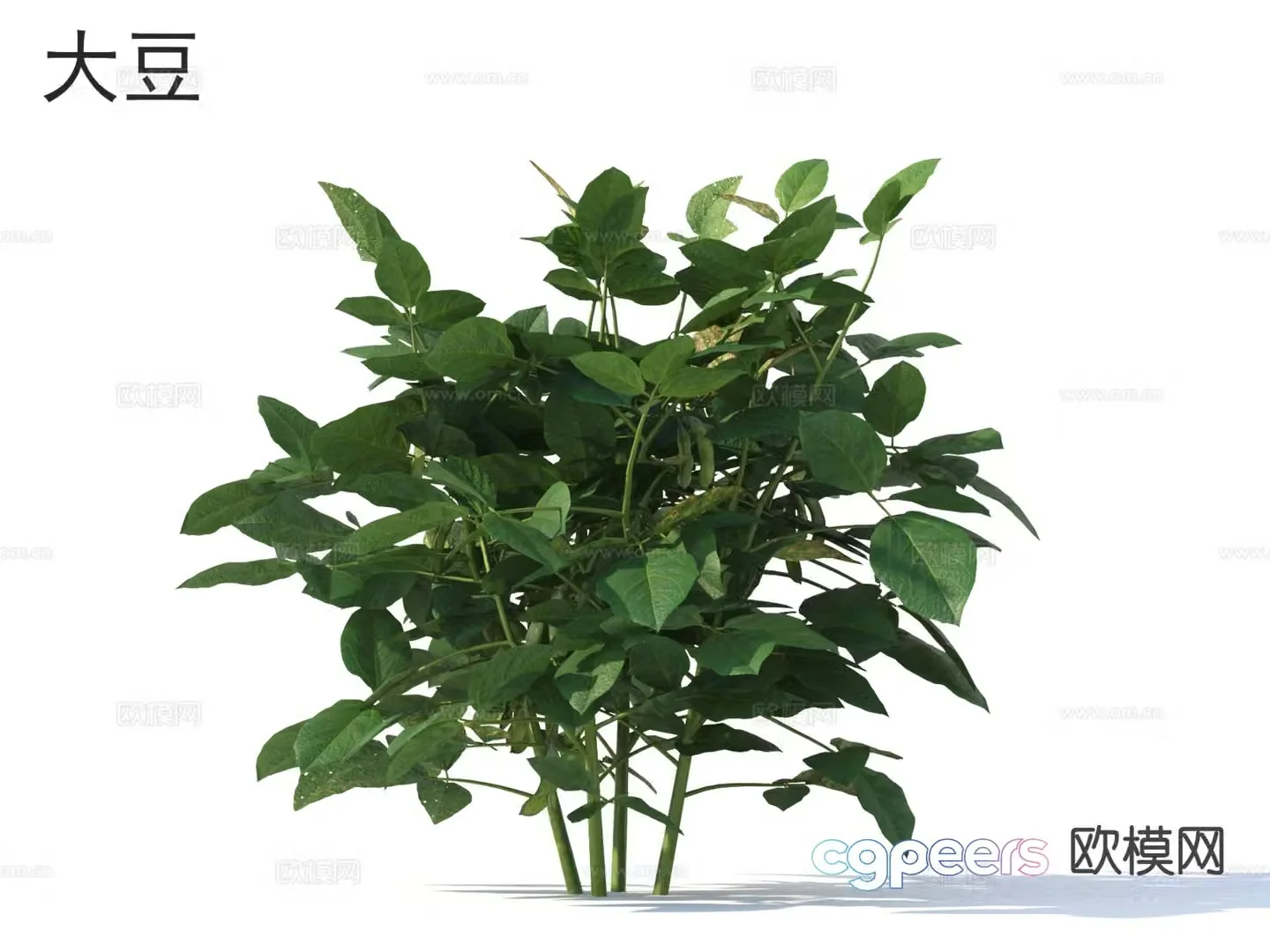 soybean vegetable 3d model