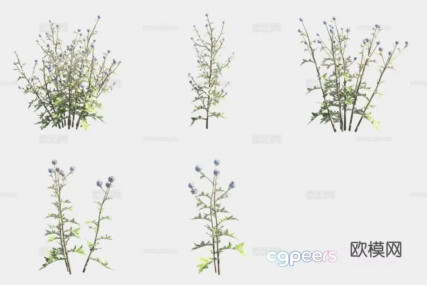 Ball flower blue thorn flower 3d model