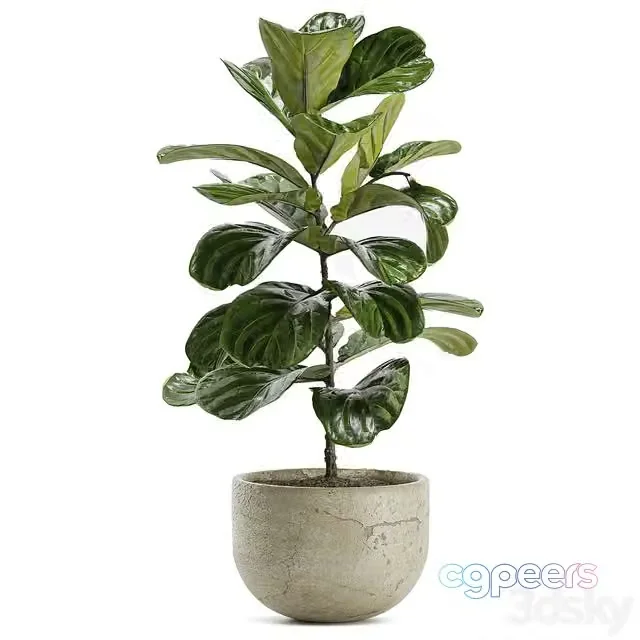 3ds Max Free – Indoor Plant Set 168 – Fiddle Leaf Fig