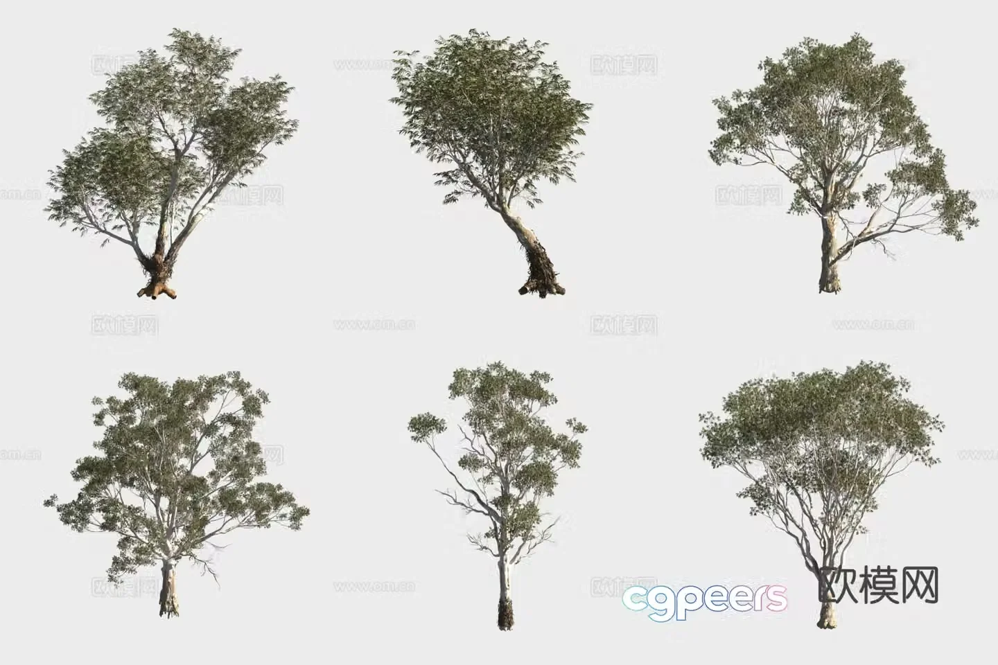 Multi-branched eucalyptus tree forest 3d model