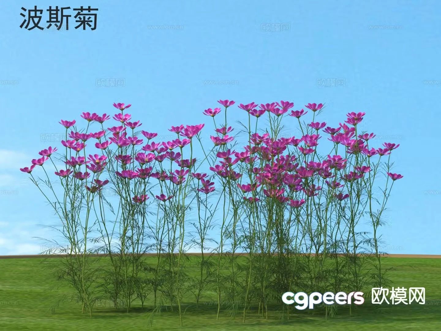 Cosmos Flowers Plants Shrubs Flowers 3d Model
