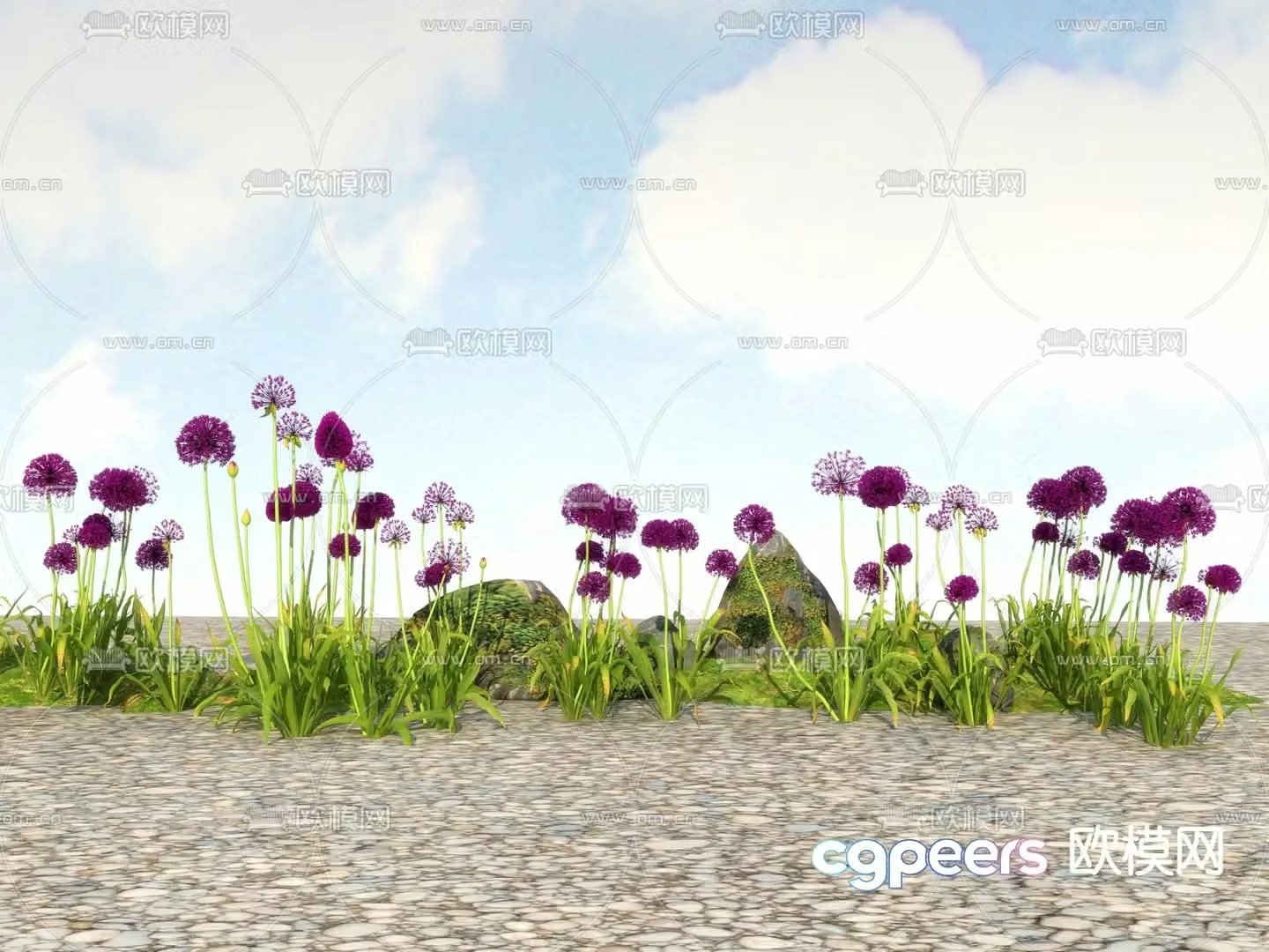 Flowers and plants Wild flowers Big flowers onion 3D model