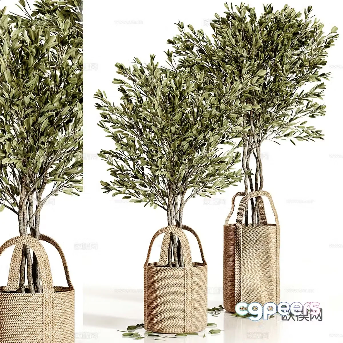Olive tree potted 3d model