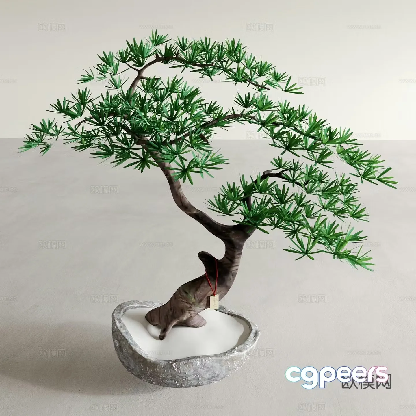 Pine bonsai indoor green plant 3d model