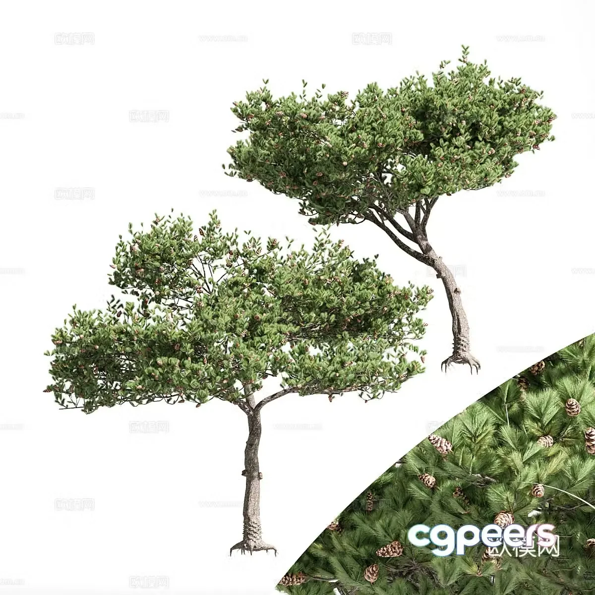 Italian stone pine 3d model