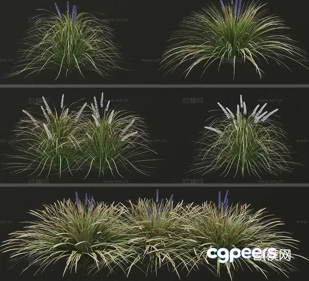 Dwarf lily grass 3d model