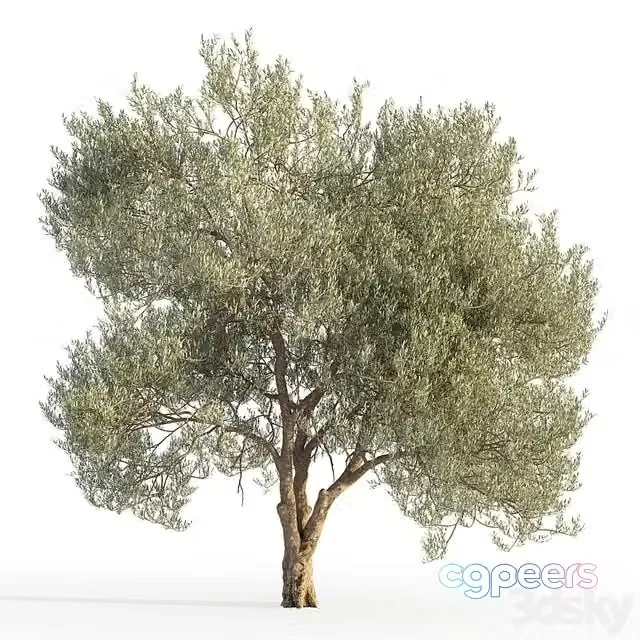 3ds Max Free – Olive tree 5