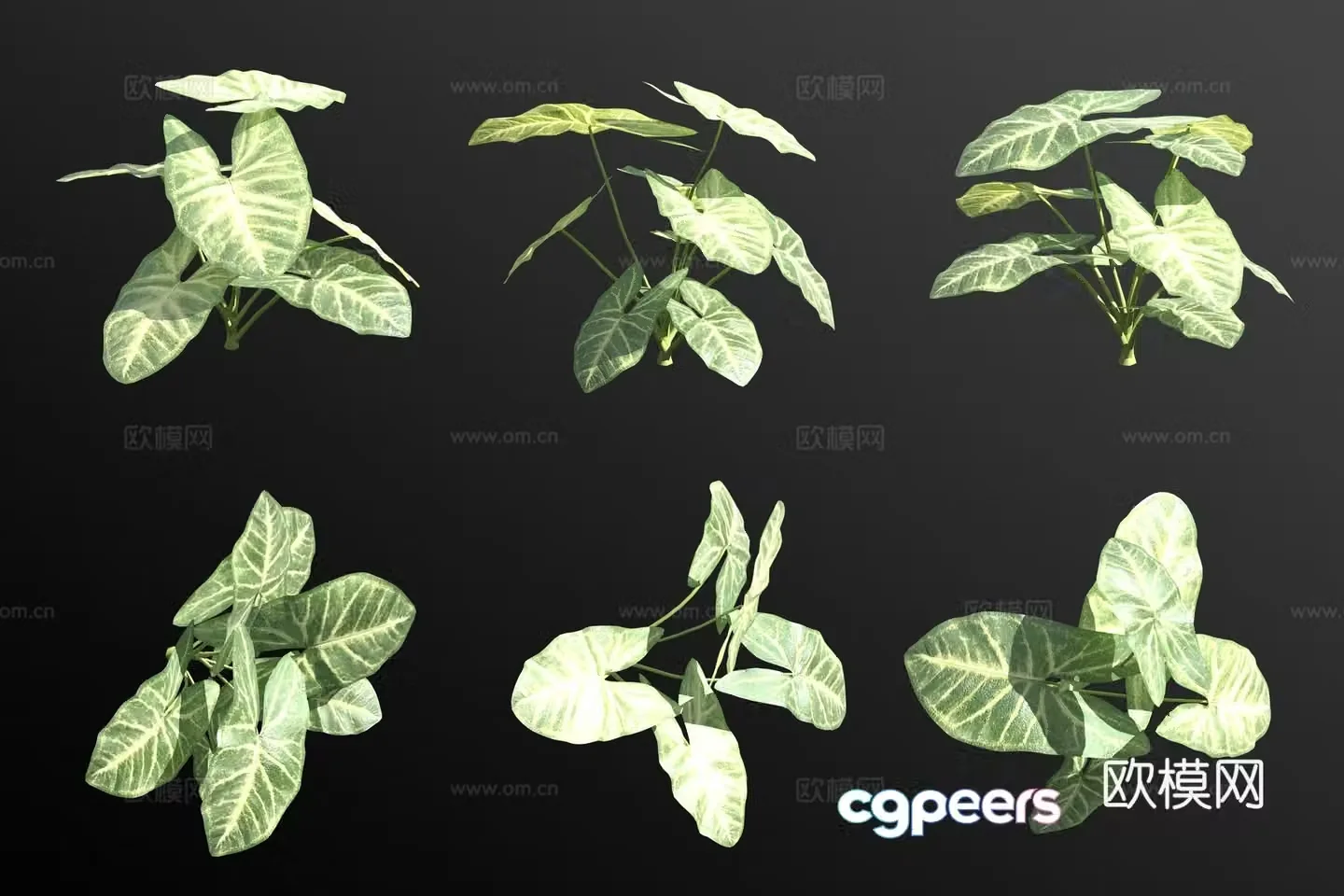 Amaranth flower and plant 3d model