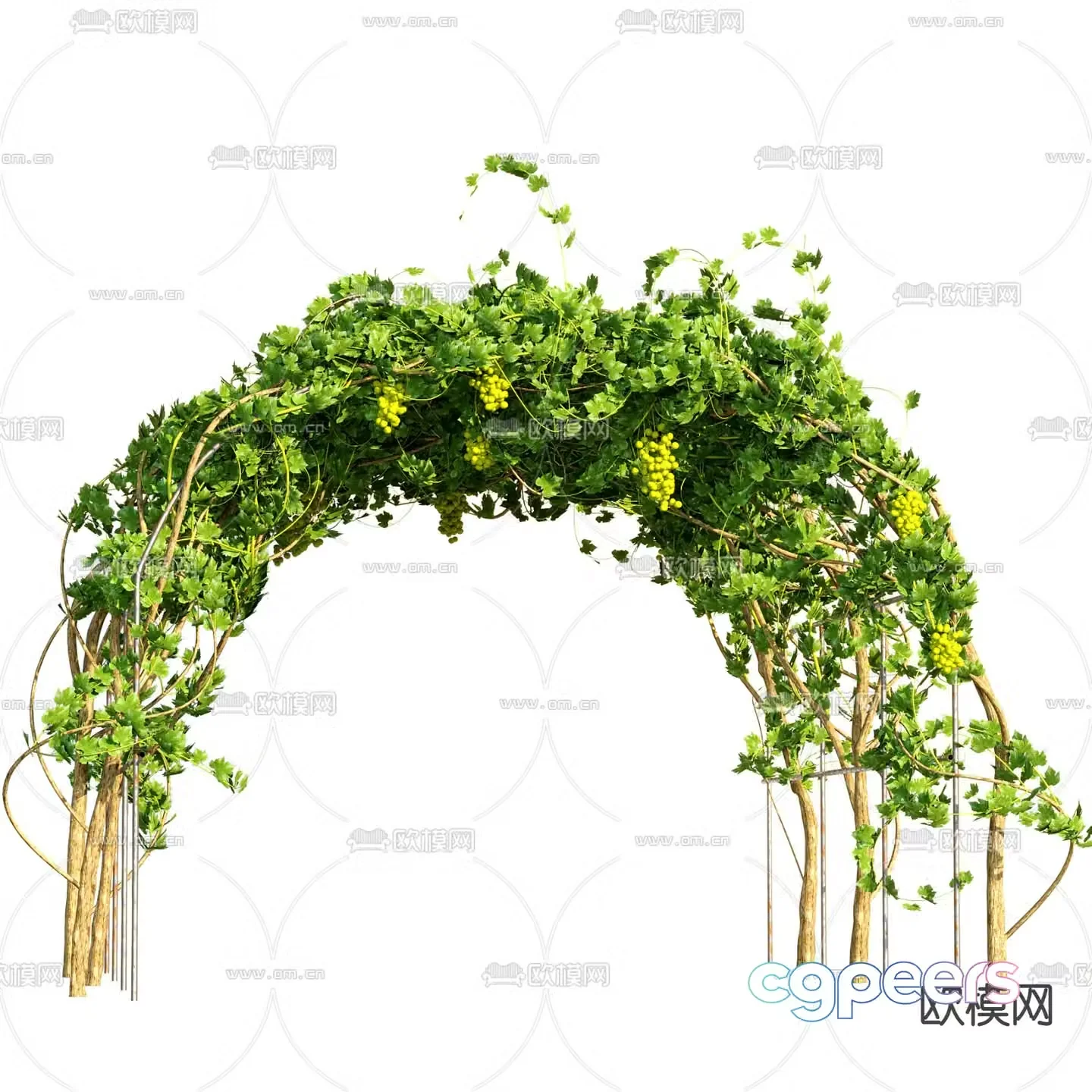 Grapevine Man Gallery 3D model