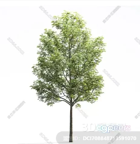 A Tall Tree With Green Leaves 3D Model – 17851 – VRAY Render