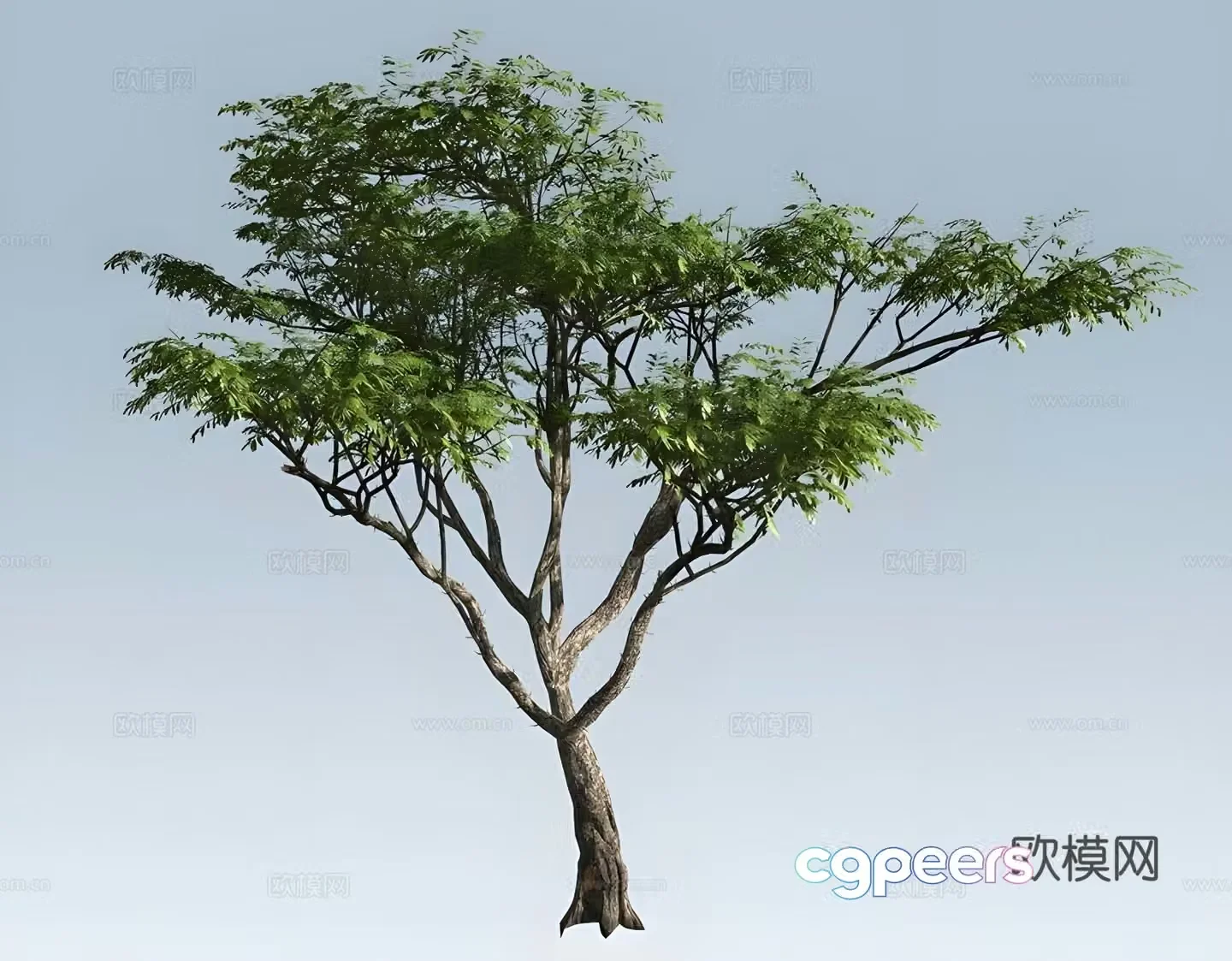 Acacia tree Landscape tree 3d model