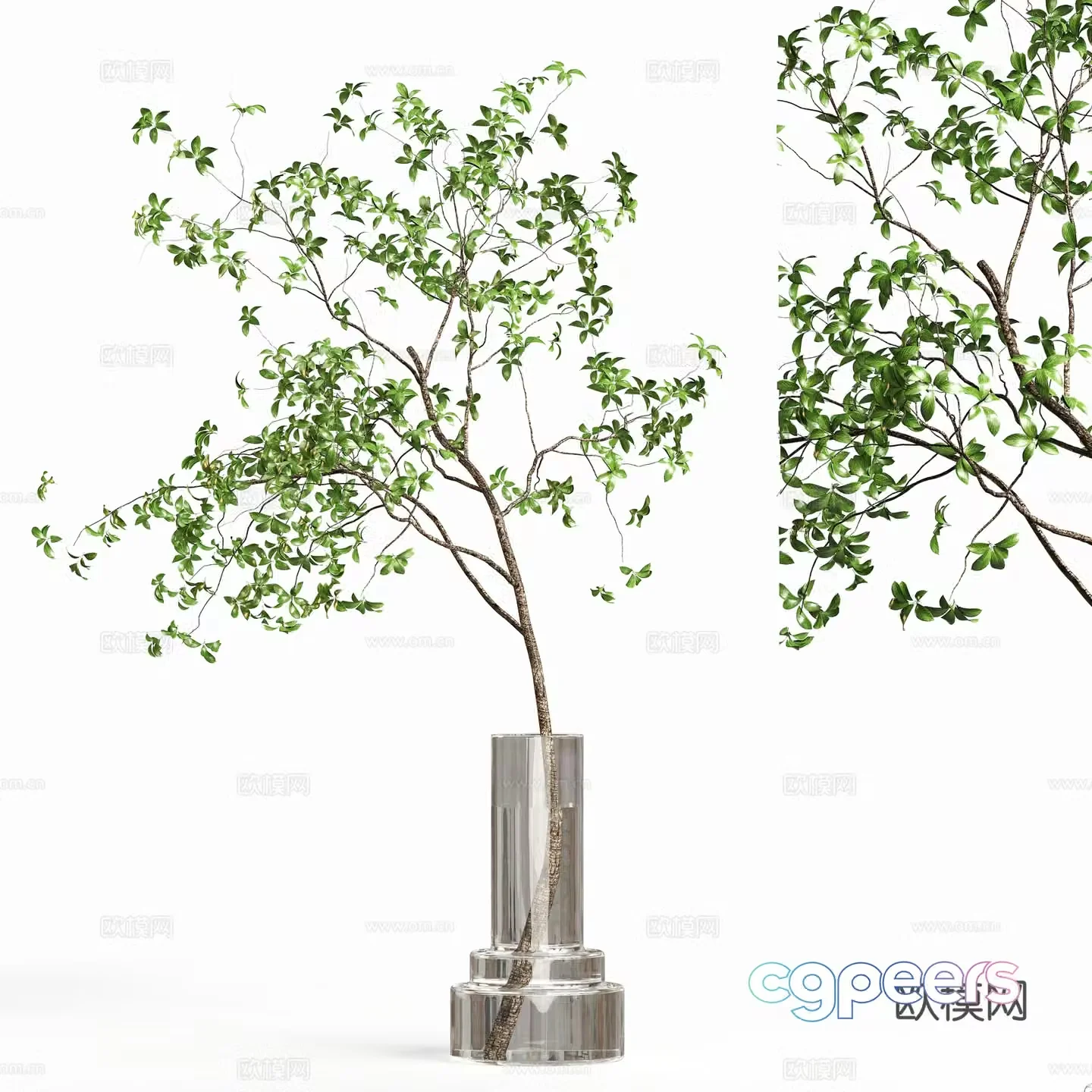 Modern hydroponic green plants vase floral 3D model
