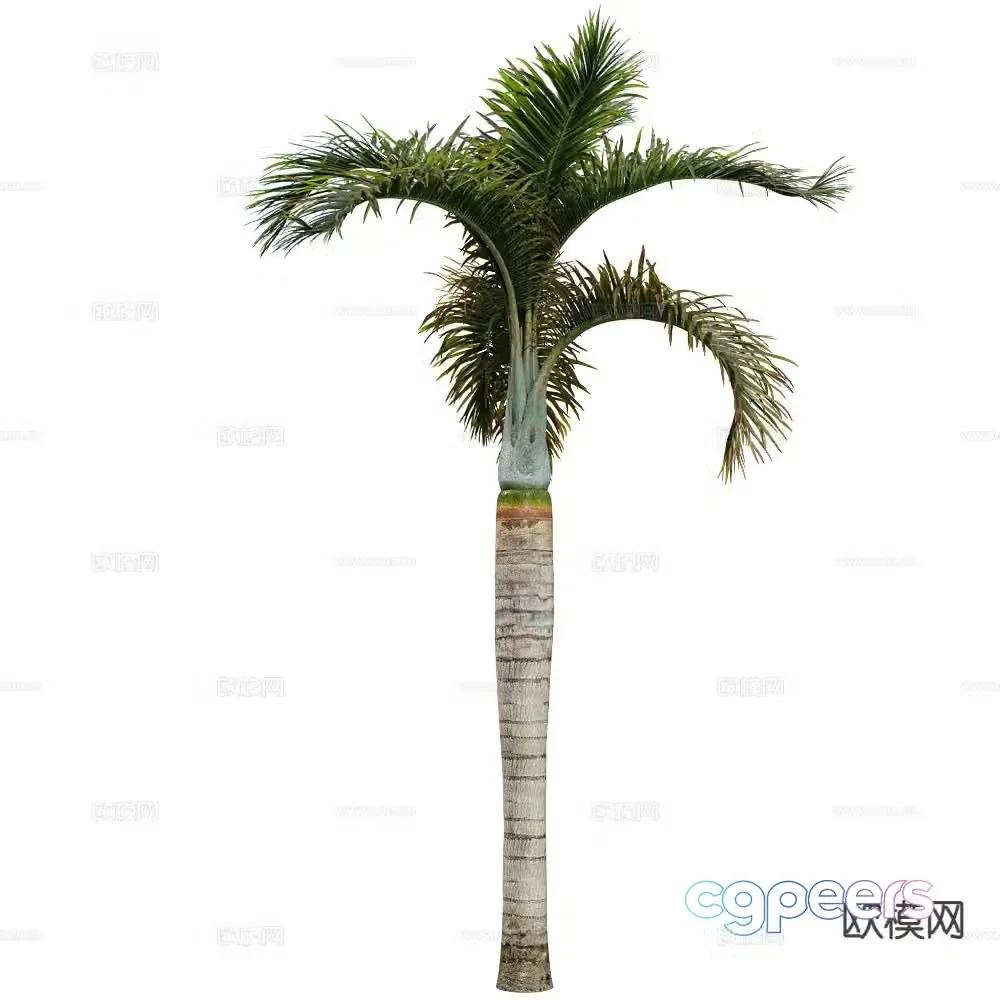 Coconut tree Porch tree Tropical tree 3d model