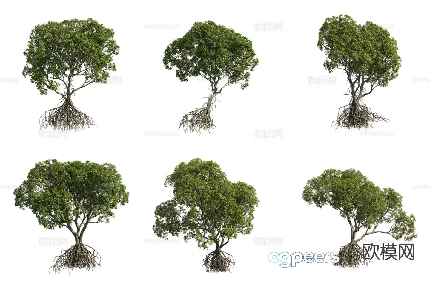 Mangrove Positive Mangrove 3D Model