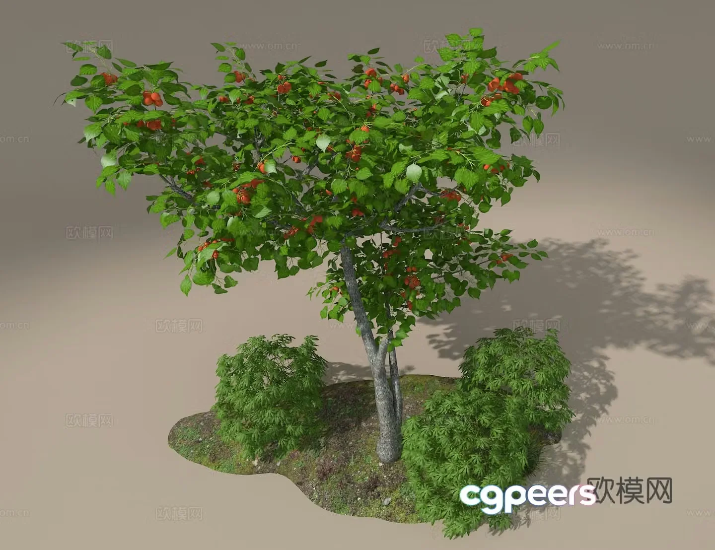 Apricot tree 3d model