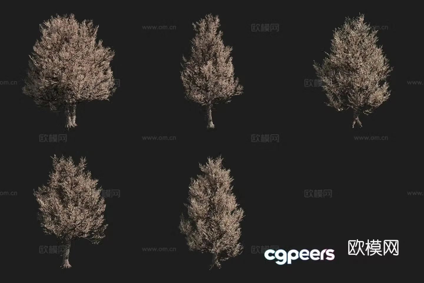 Rocky Mountain Round Cypress North American Tree 3D Model