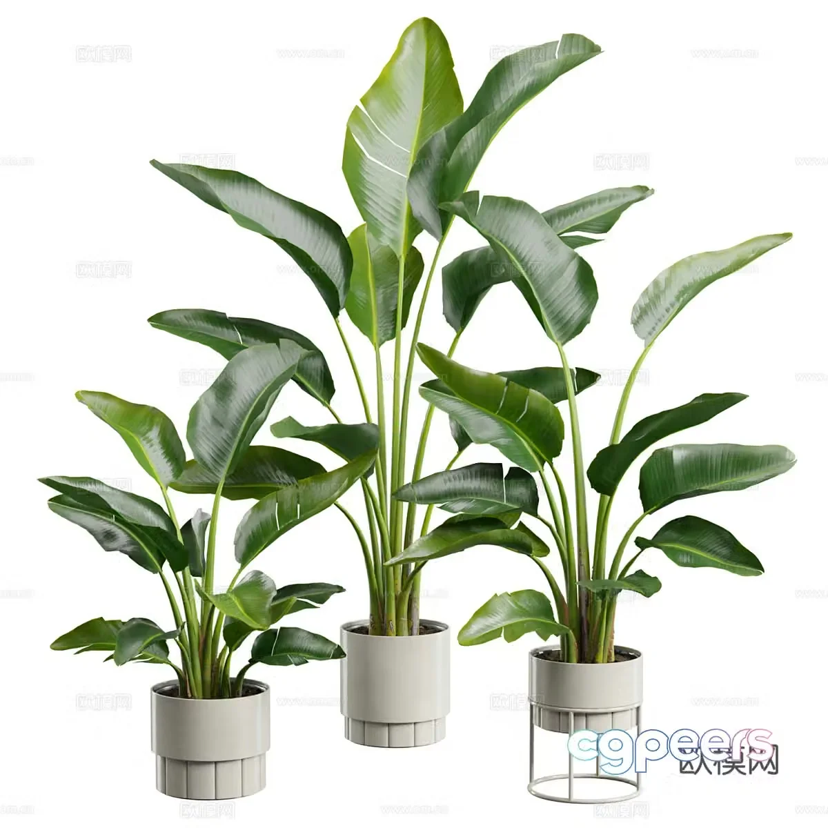 Green plant potted banana leaves 3D model