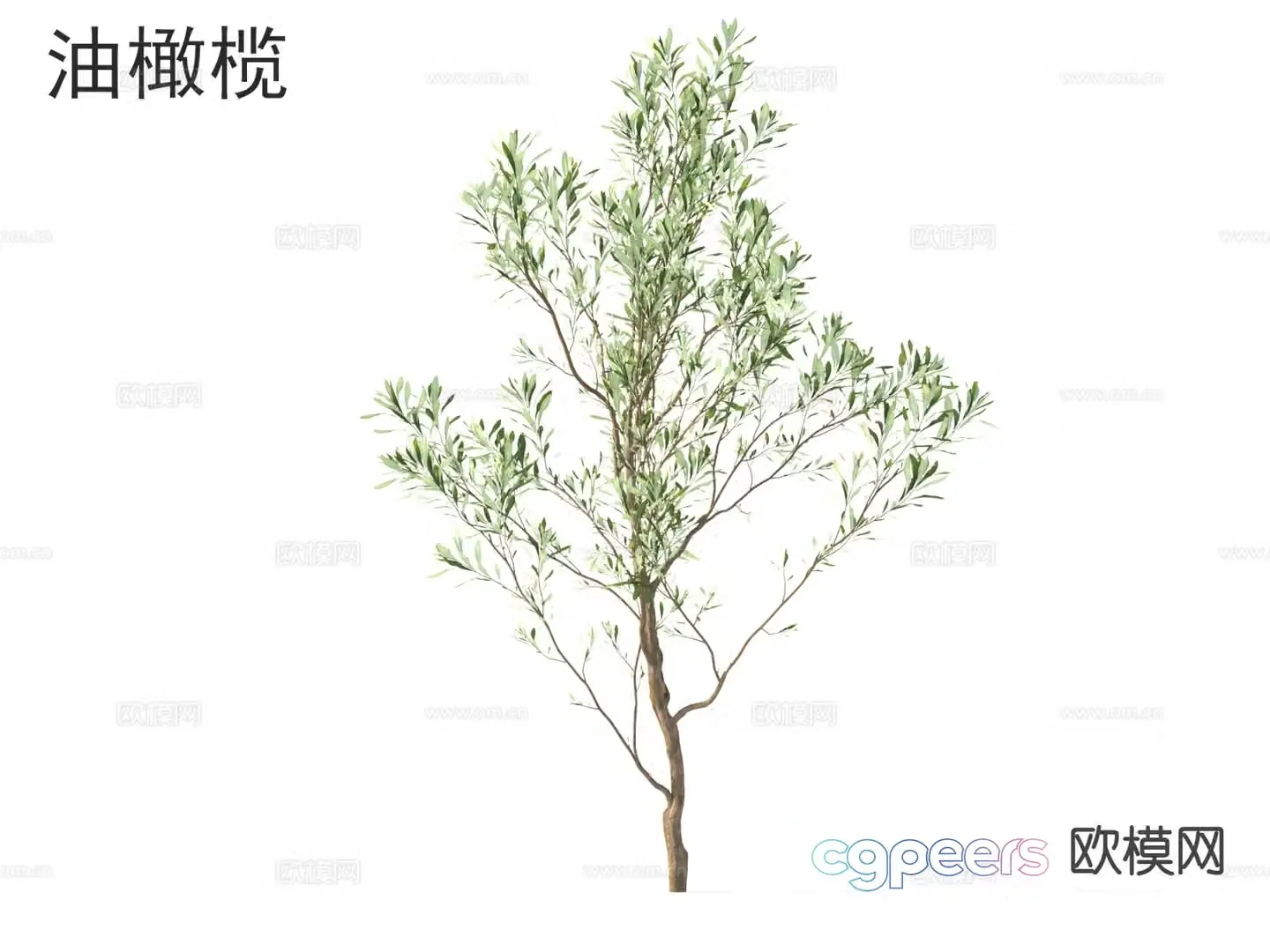 Olive oil small tree arbor 3d model