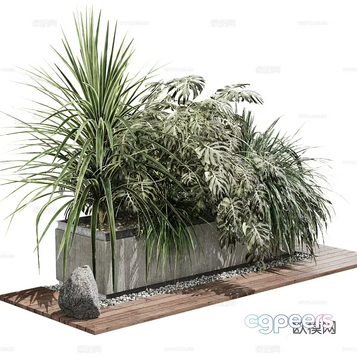 Plant bonsai 3d model