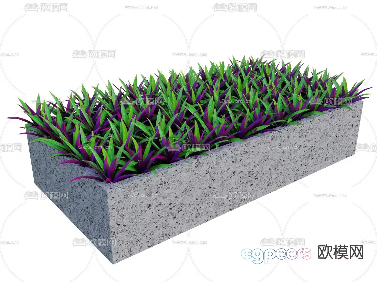 Small clams orchid plant flower bed garden plant 3d model