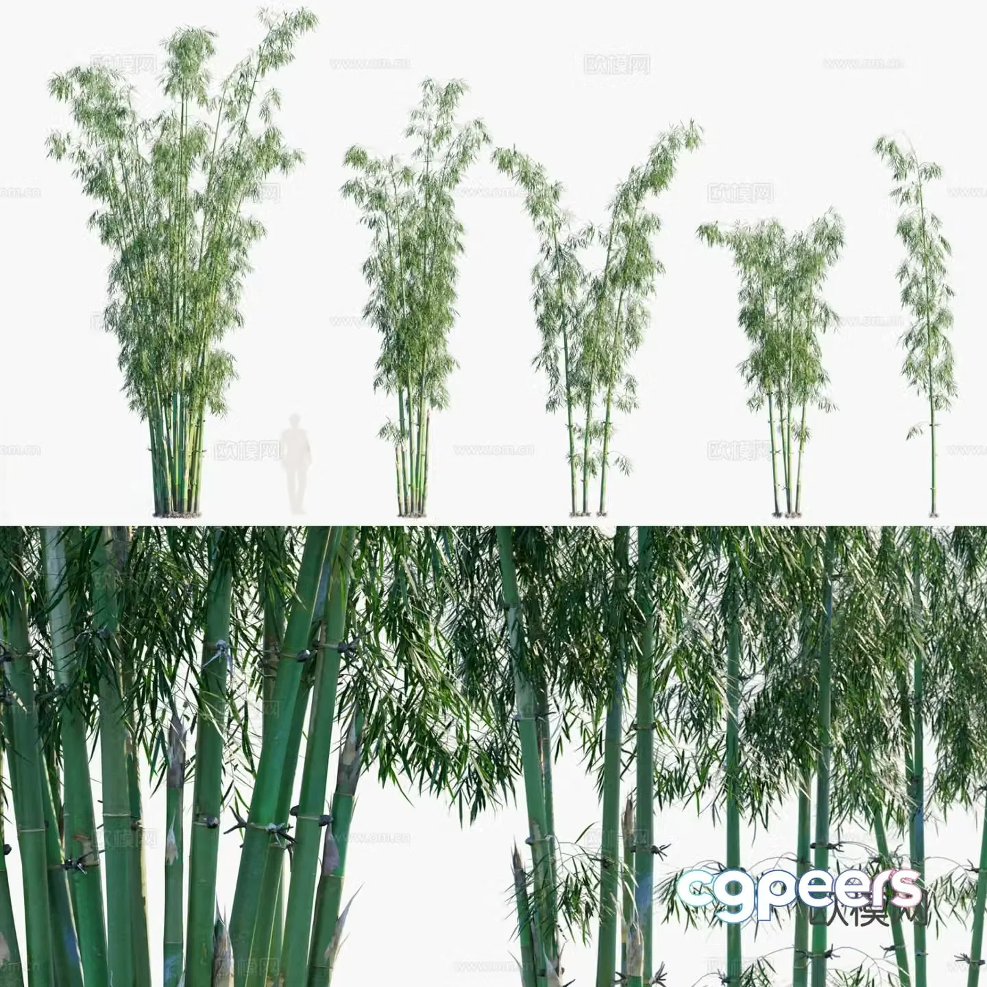 Bamboo green bamboo green bamboo purple spotted bamboo 3d model