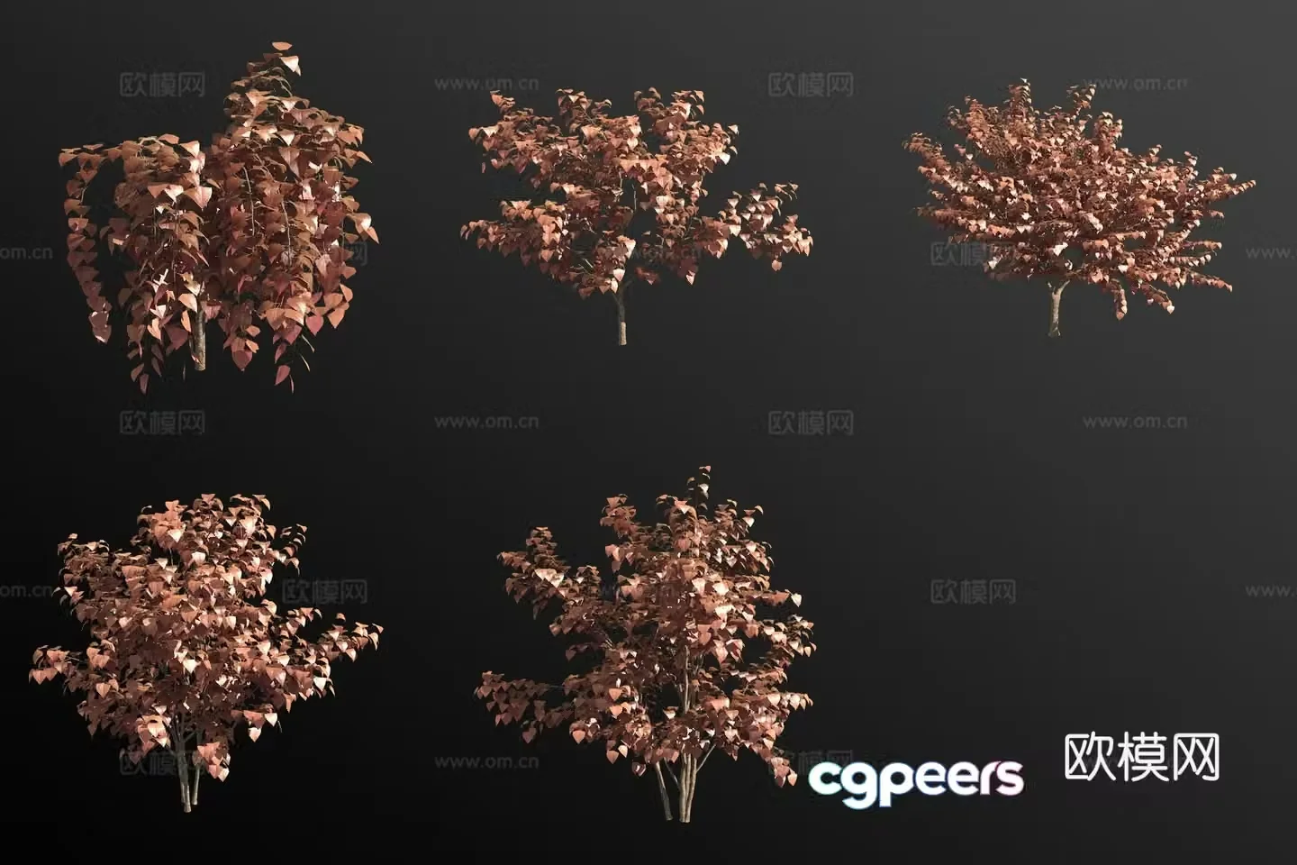 Canadian Bauhinia Shrub 3D Model
