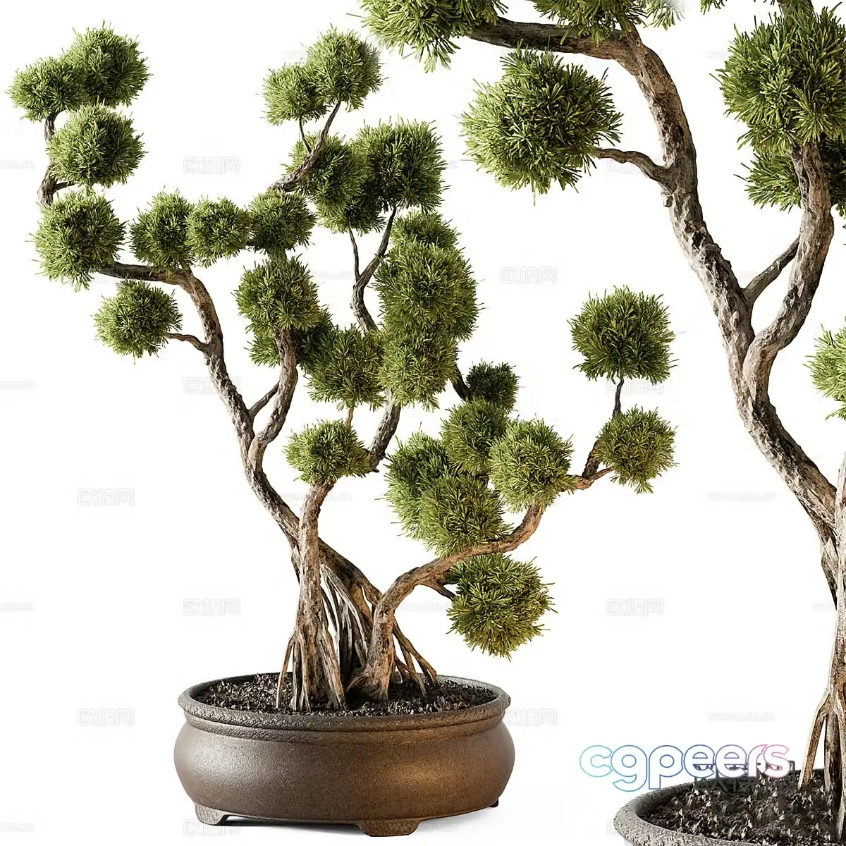 New Chinese-style pine potted plant Bonsai 3D model