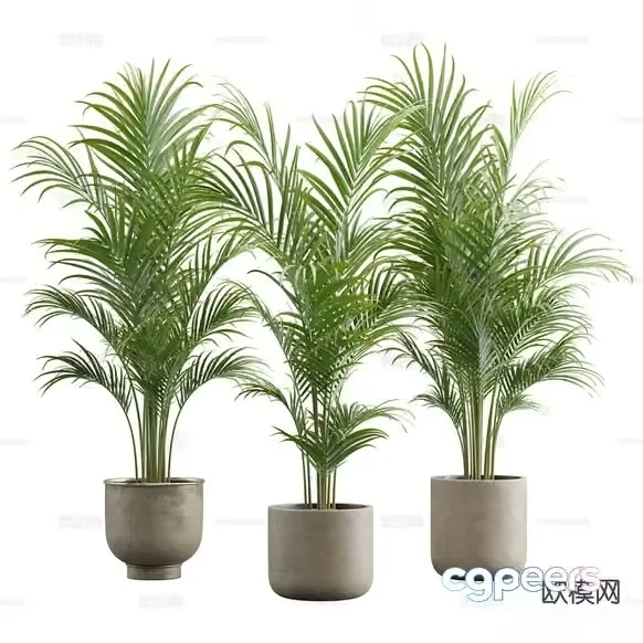 Three Potted Plants 3D Model – 652 – VRAY Render