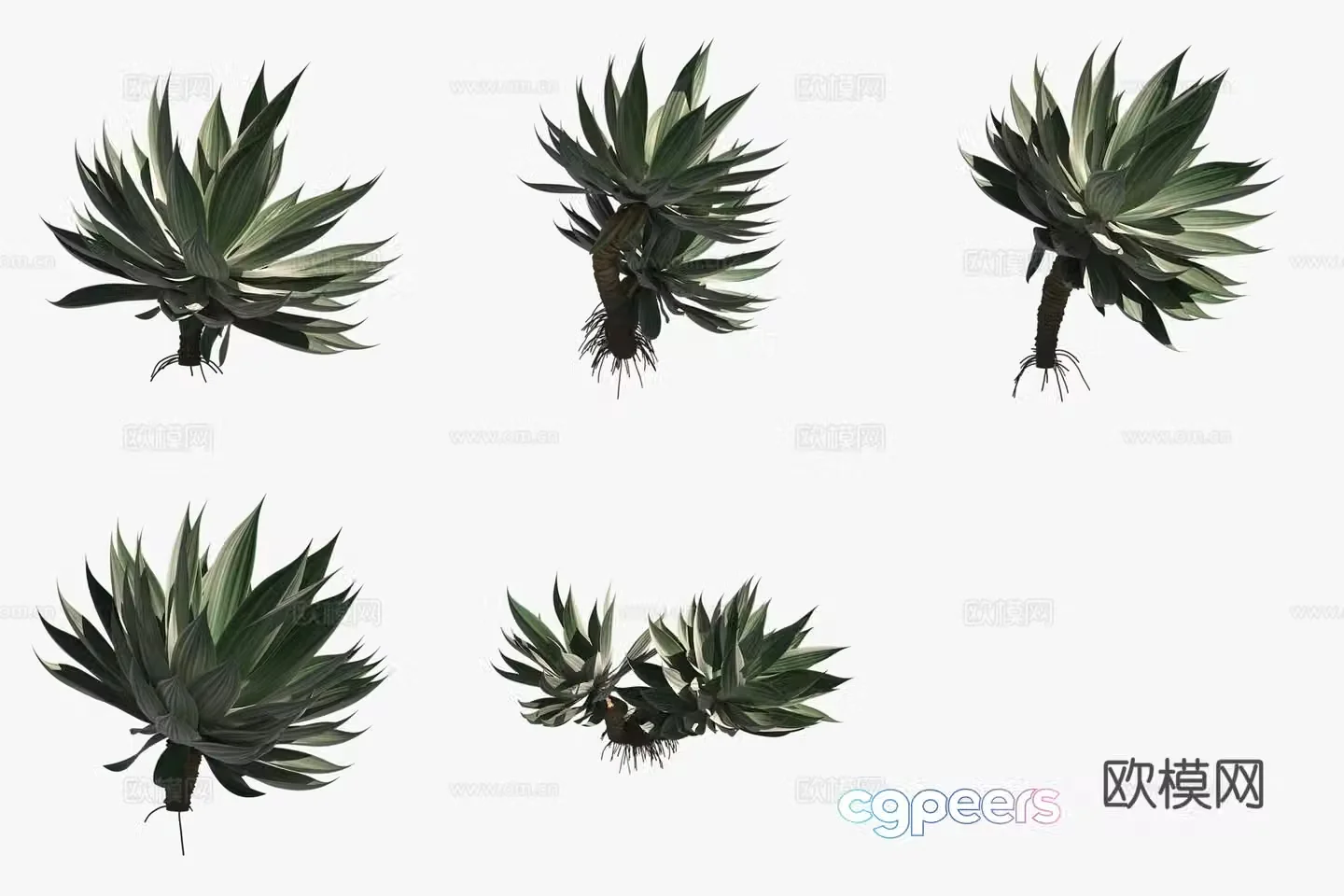 Tequila green plant 3d model