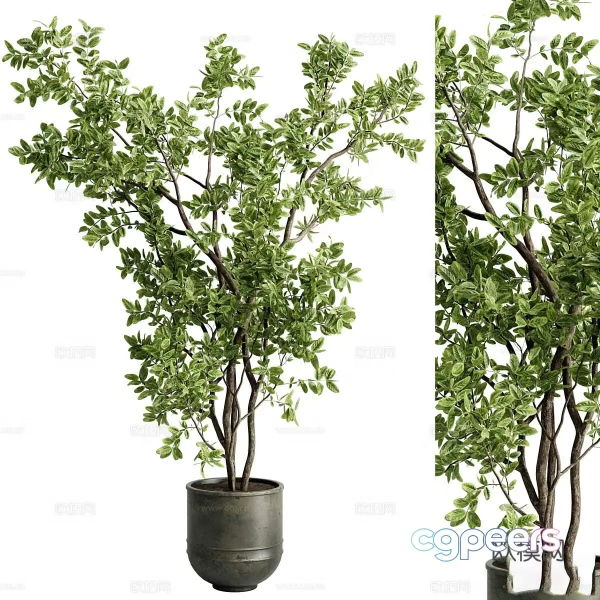 New Chinese style banyan branch potted plant 3D model