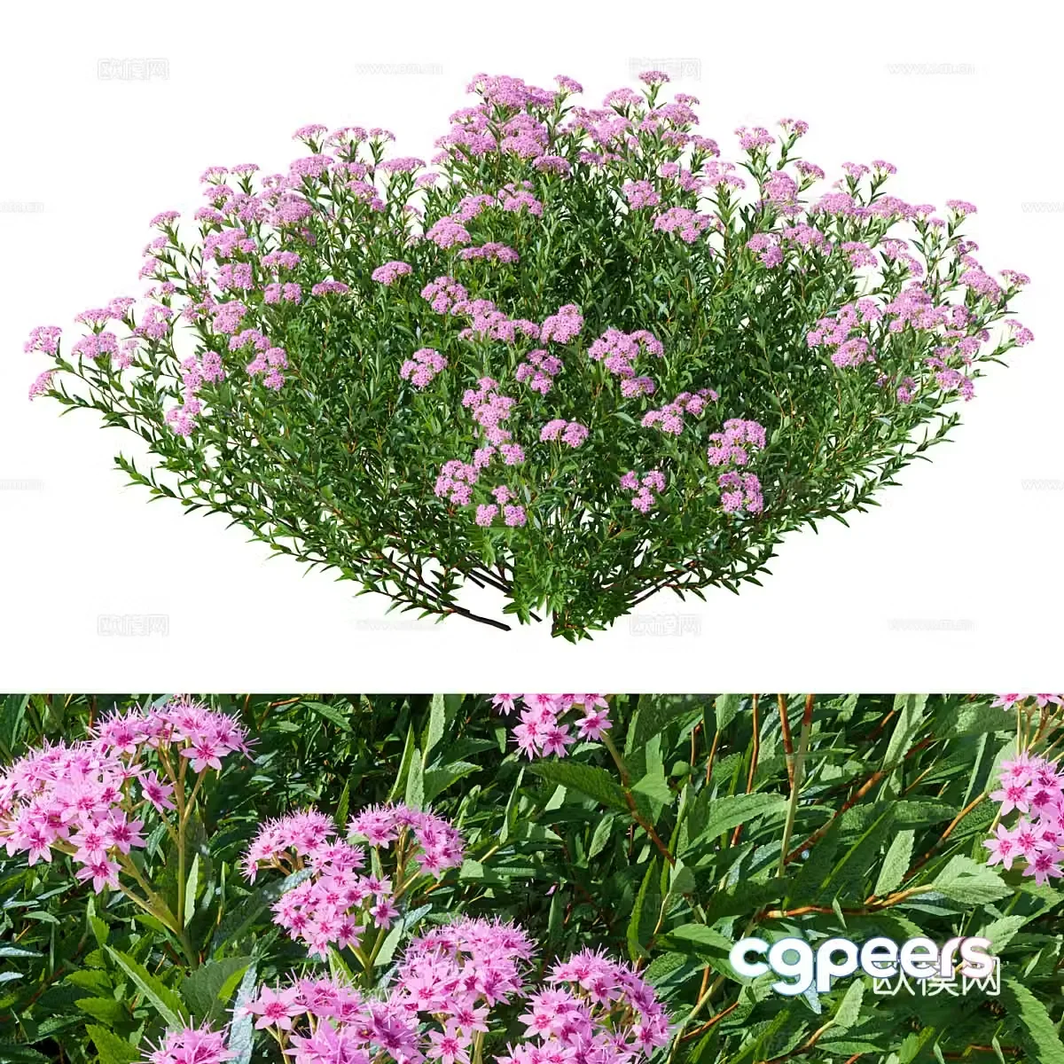 Shrub Spiridium 3d model