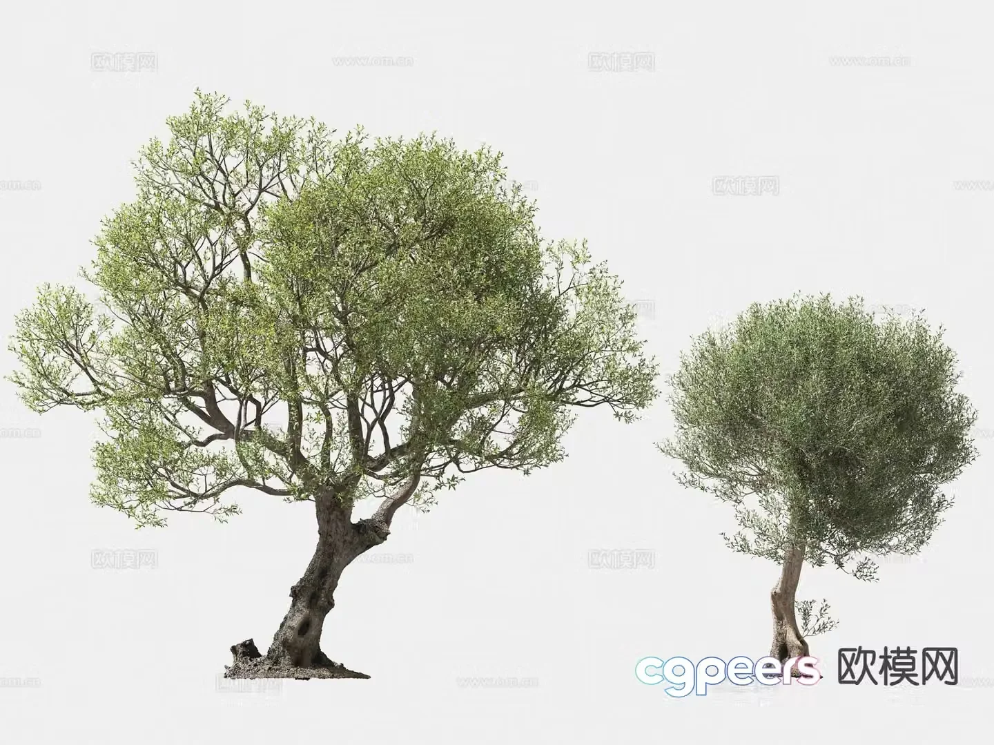 olive tree arbor trees lone tree 3d model