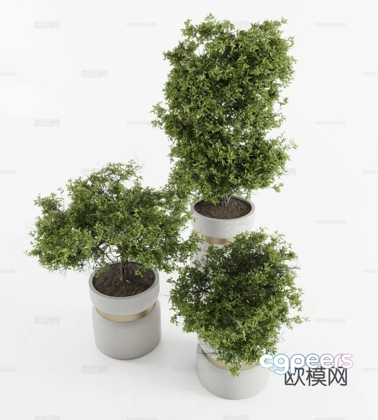 Plants Welcome Pine Pine Cactus Populus Reeds 3D Model