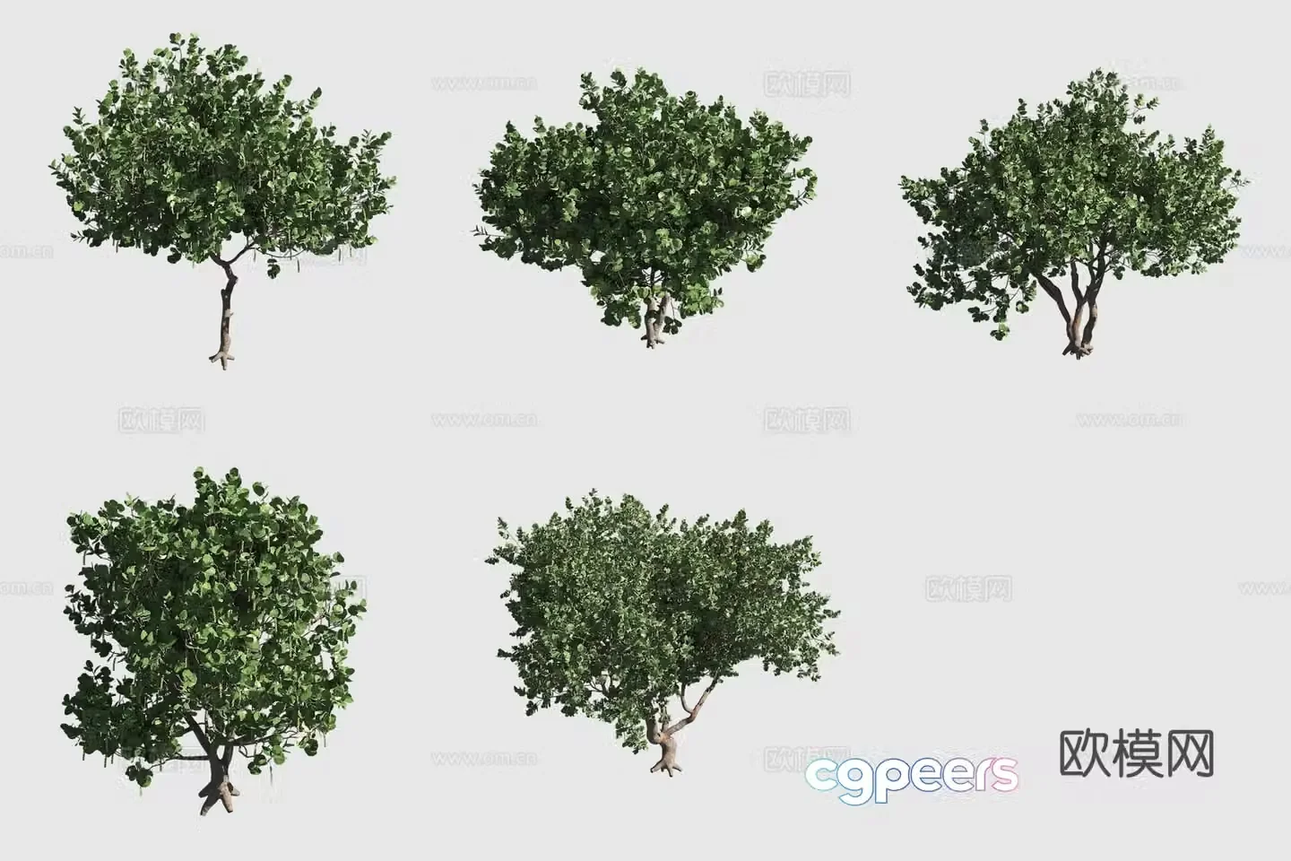 Sea grape Hawaiian plant 3d model